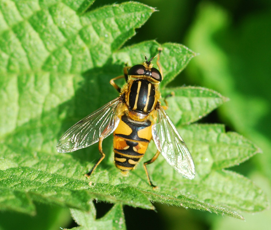 Helophilus pendulus ♂ (Syrphidae)